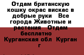 Отдам британскую кошку окрас вискас в добрые руки - Все города Животные и растения » Отдам бесплатно   . Курганская обл.,Курган г.